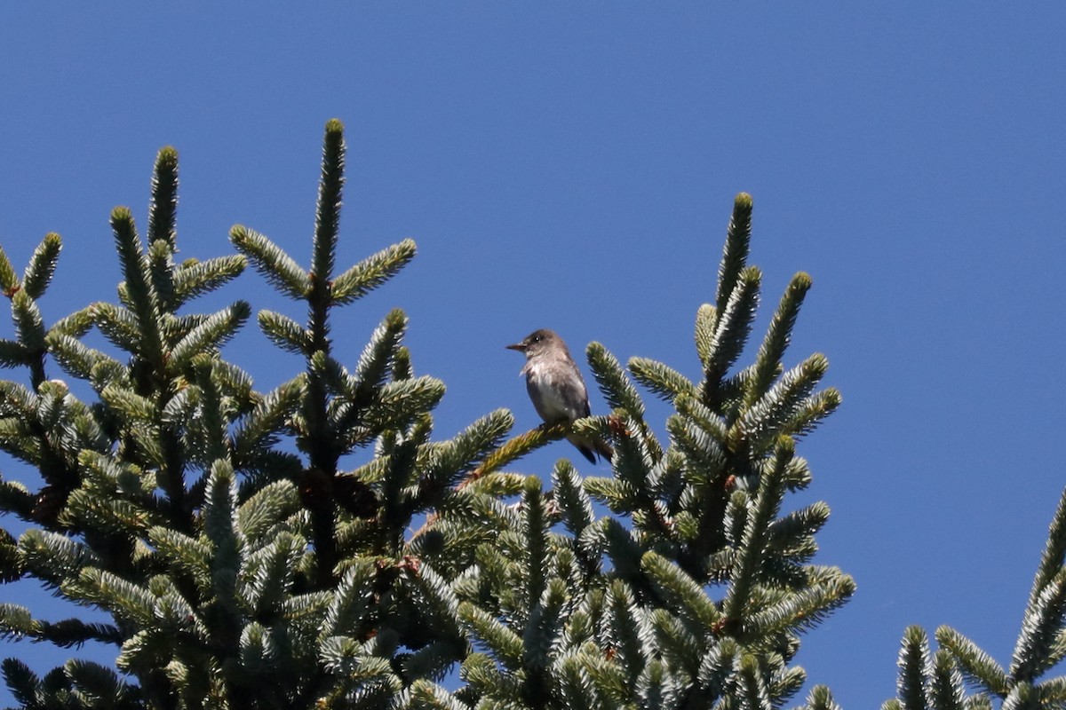 Olive-sided Flycatcher - ML645570243