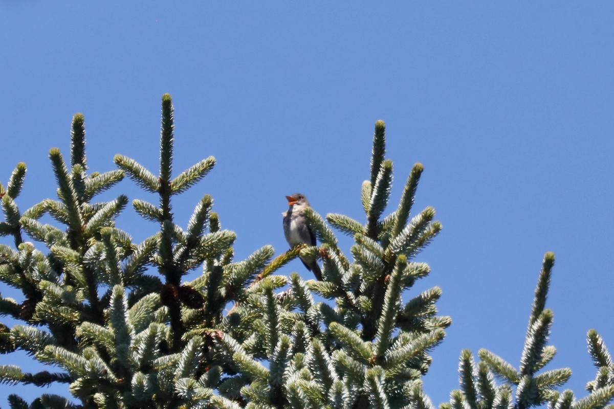 Olive-sided Flycatcher - ML645570244