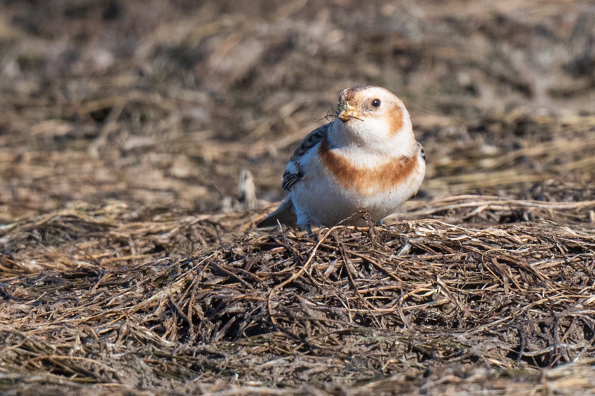 Snow Bunting - ML645570249