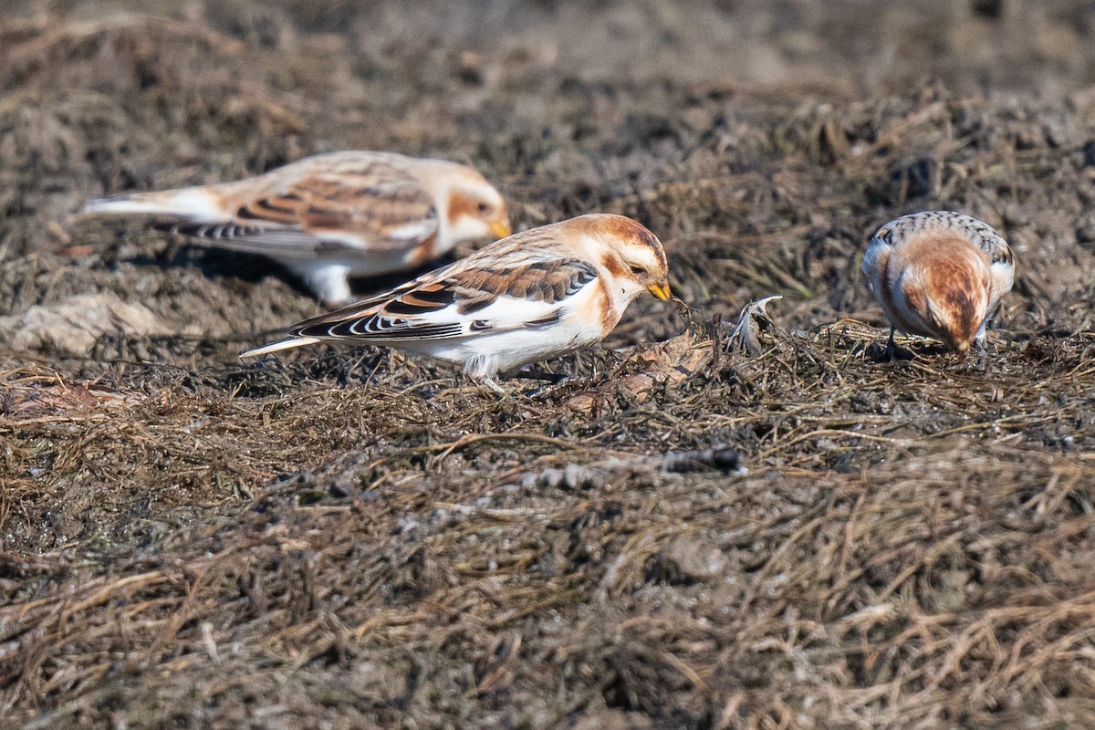 Snow Bunting - ML645570250