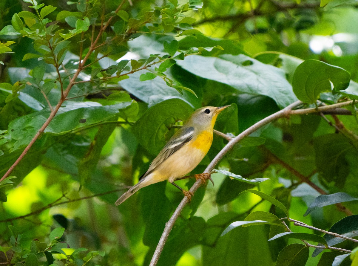 Northern Parula - ML645570257