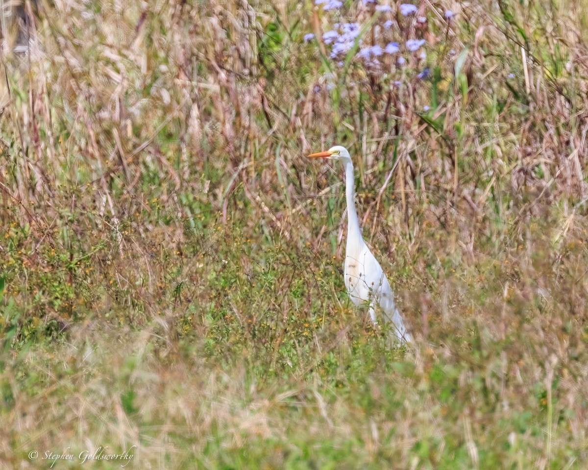 Great Egret - ML645570258