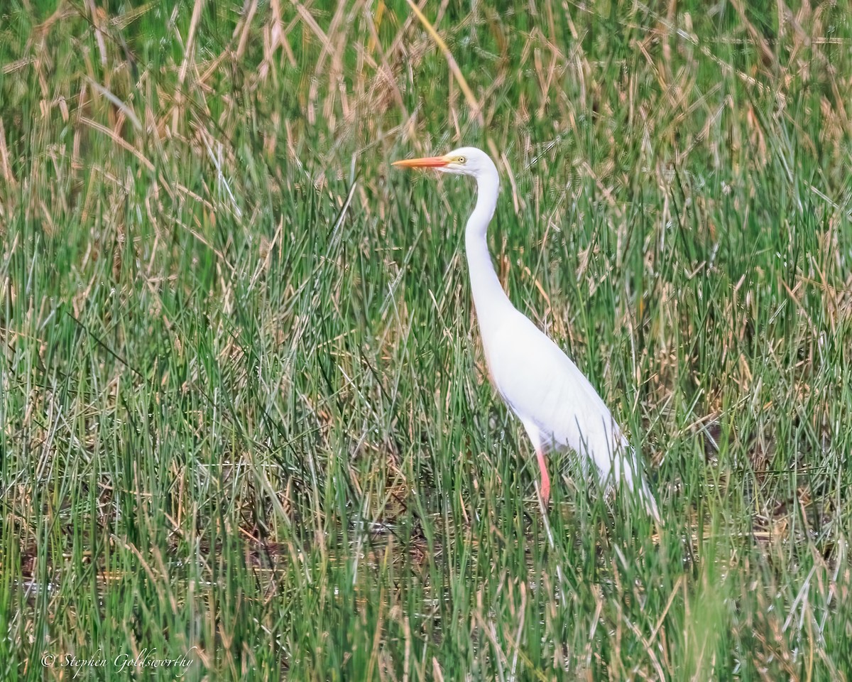 Great Egret - ML645570259