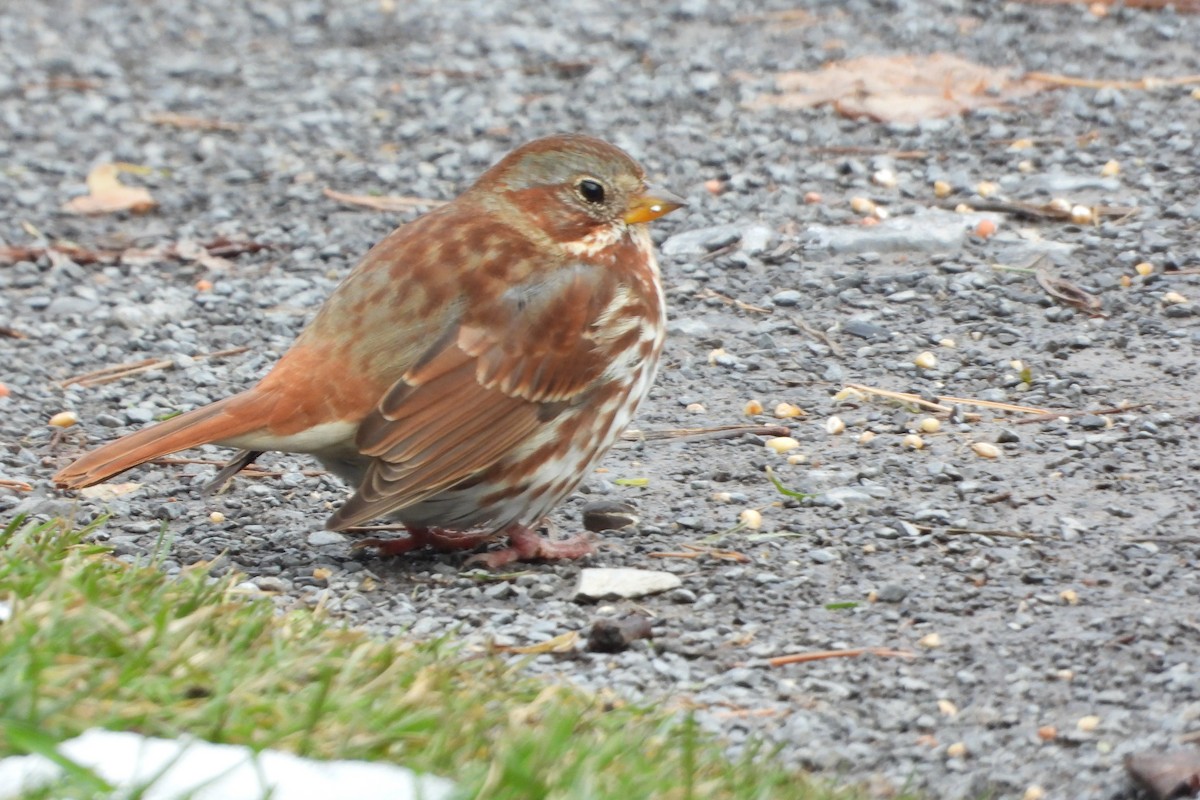 Fox Sparrow - ML645570263