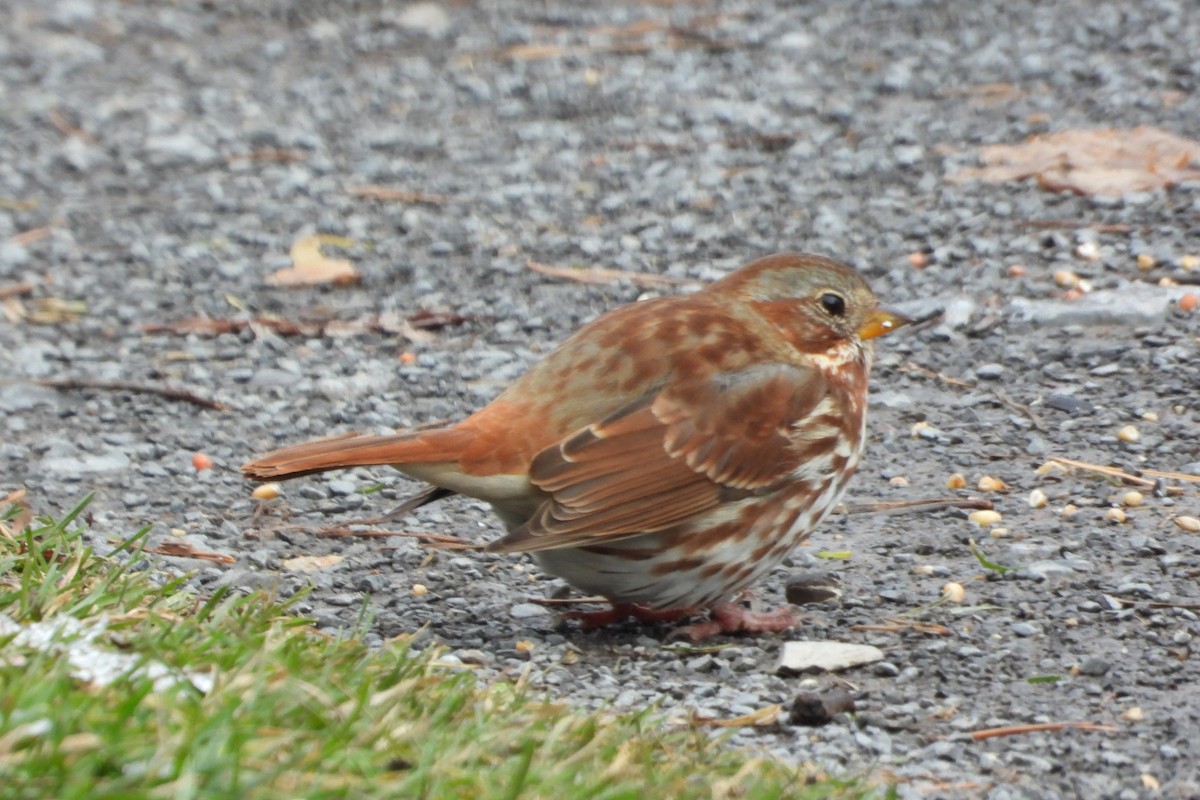 Fox Sparrow - ML645570264