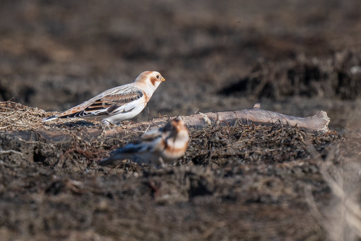 Snow Bunting - ML645570269