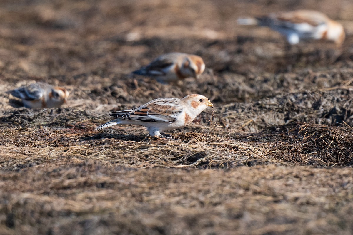 Snow Bunting - ML645570270