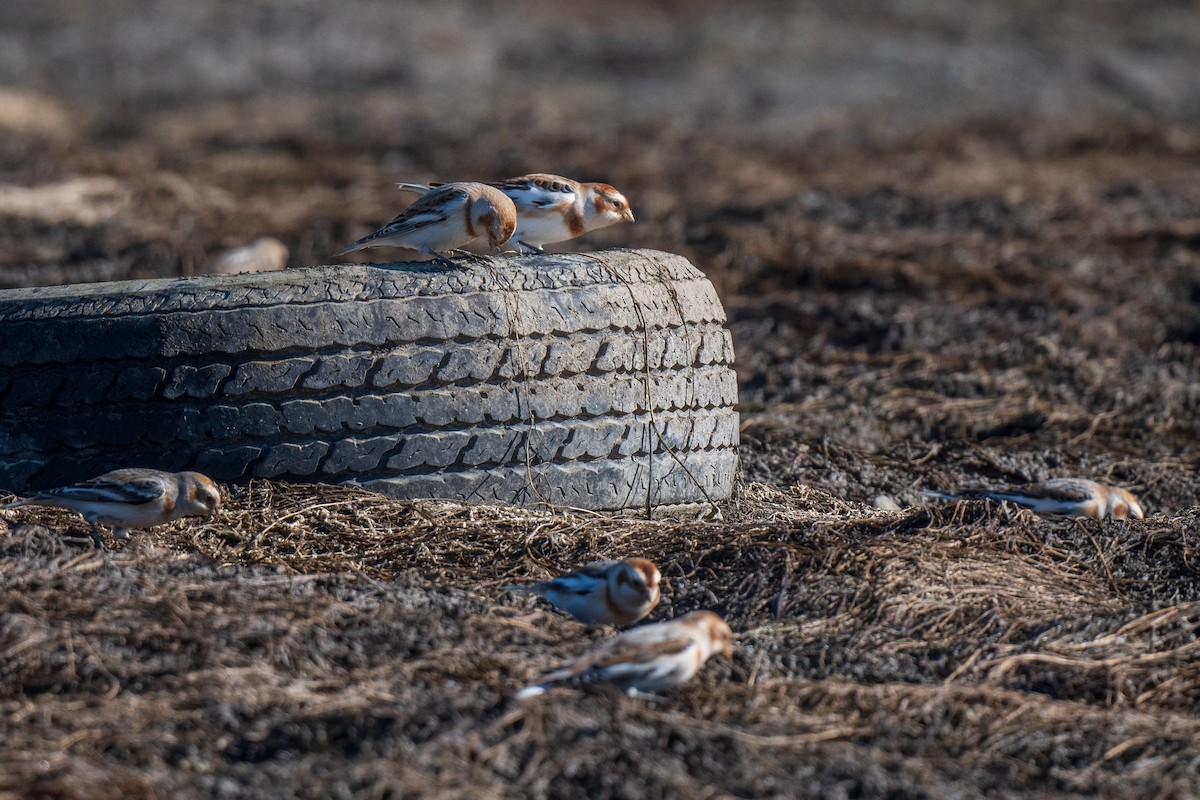 Snow Bunting - ML645570271