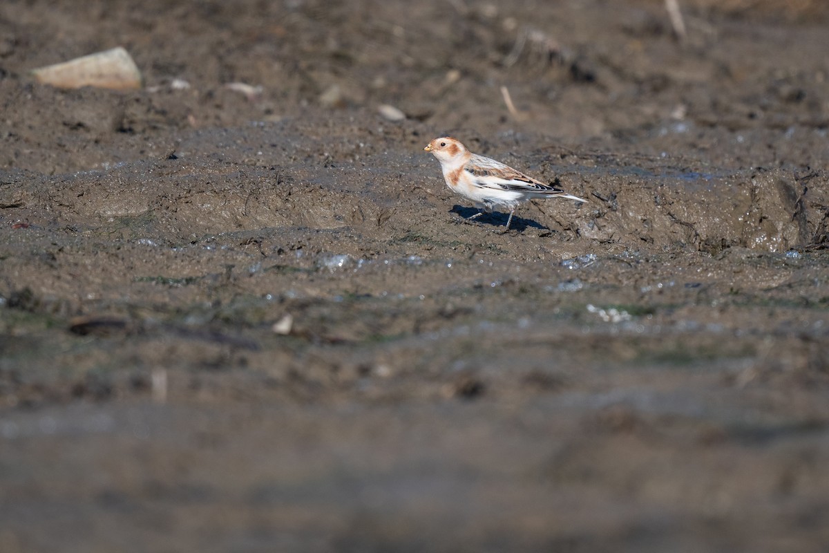 Snow Bunting - ML645570272