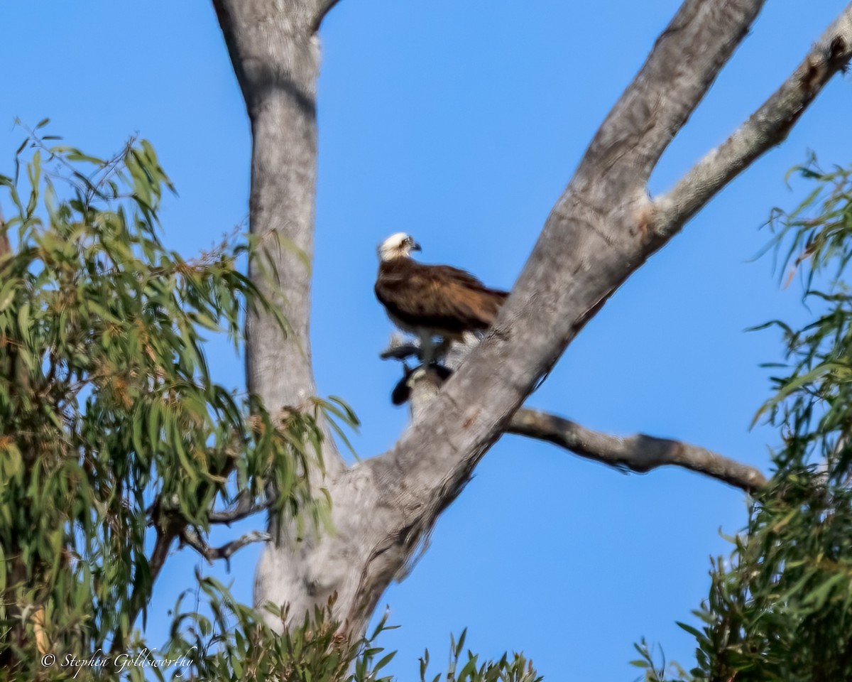 Osprey - ML645570273