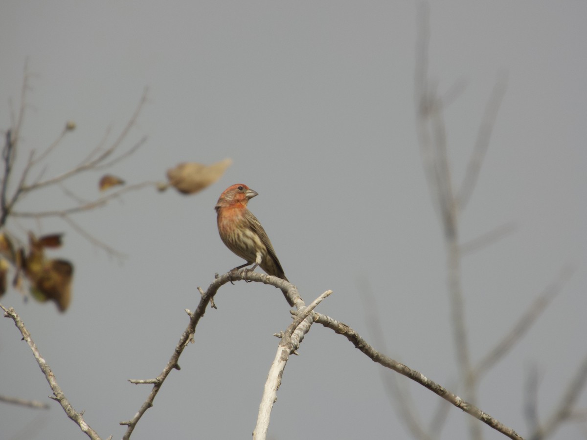 House Finch - ML645570274