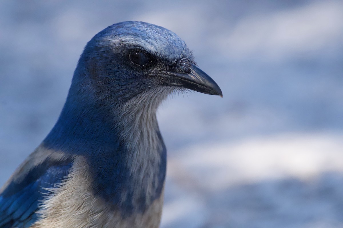 Florida Scrub-Jay - ML645570275