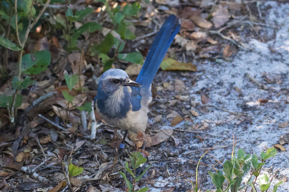 Florida Scrub-Jay - ML645570277