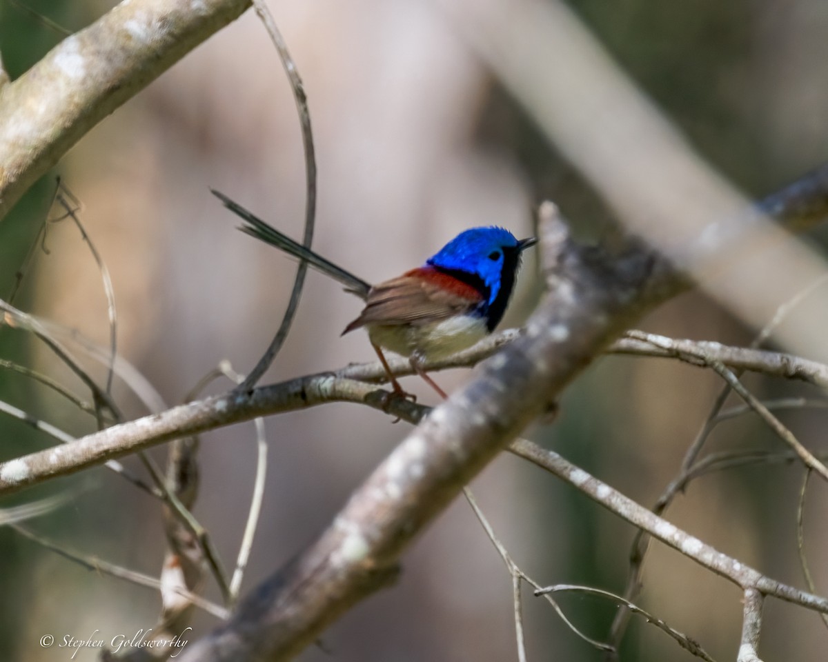 Variegated Fairywren - ML645570278