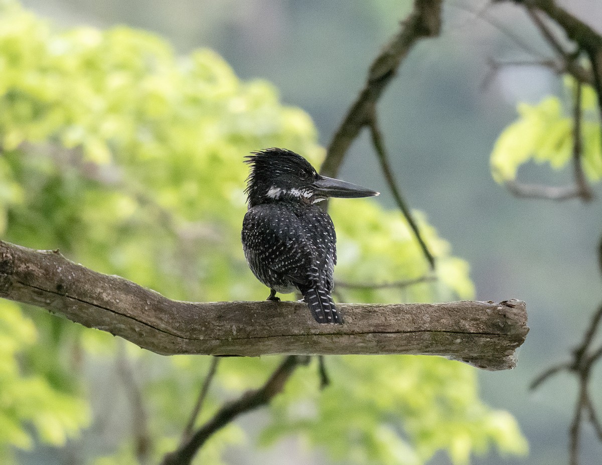 Giant Kingfisher - ML645570279