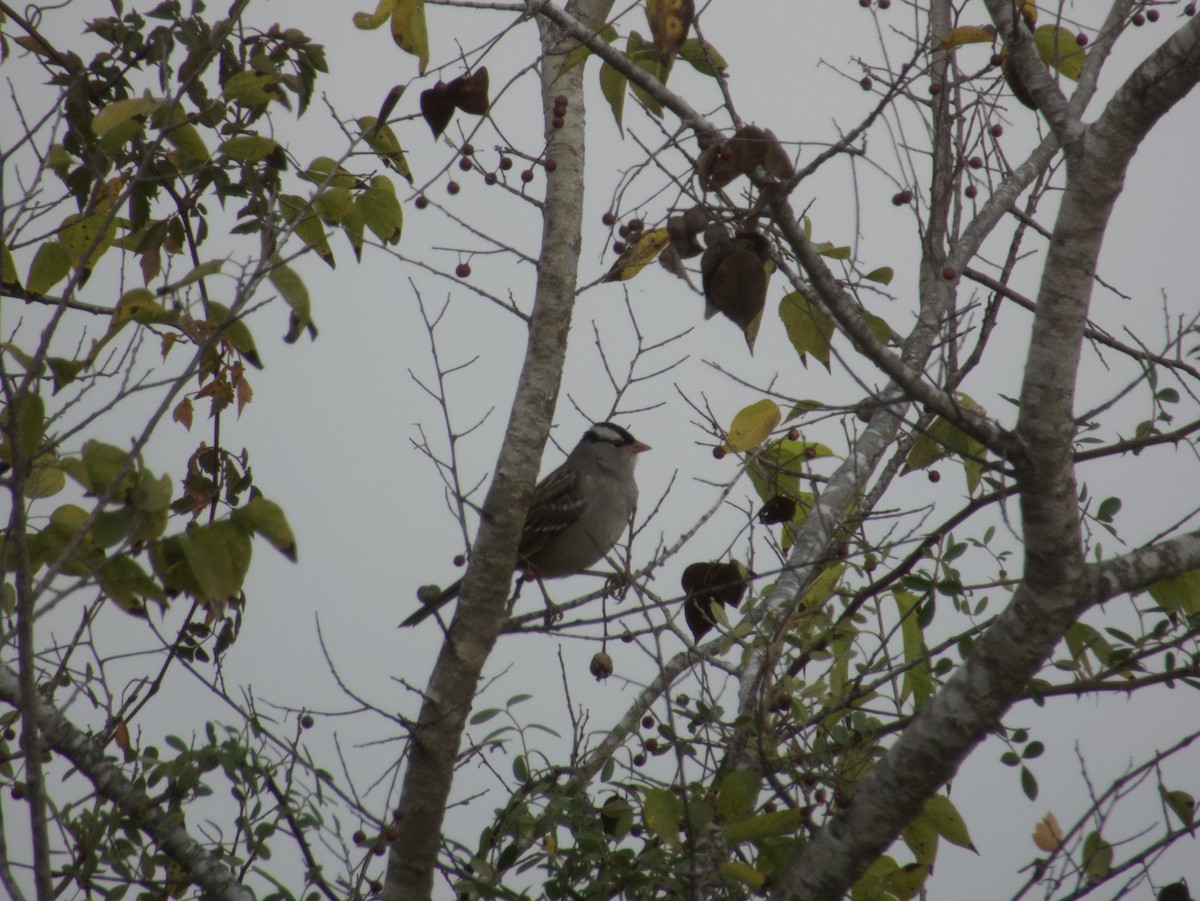 White-crowned Sparrow - ML645570280