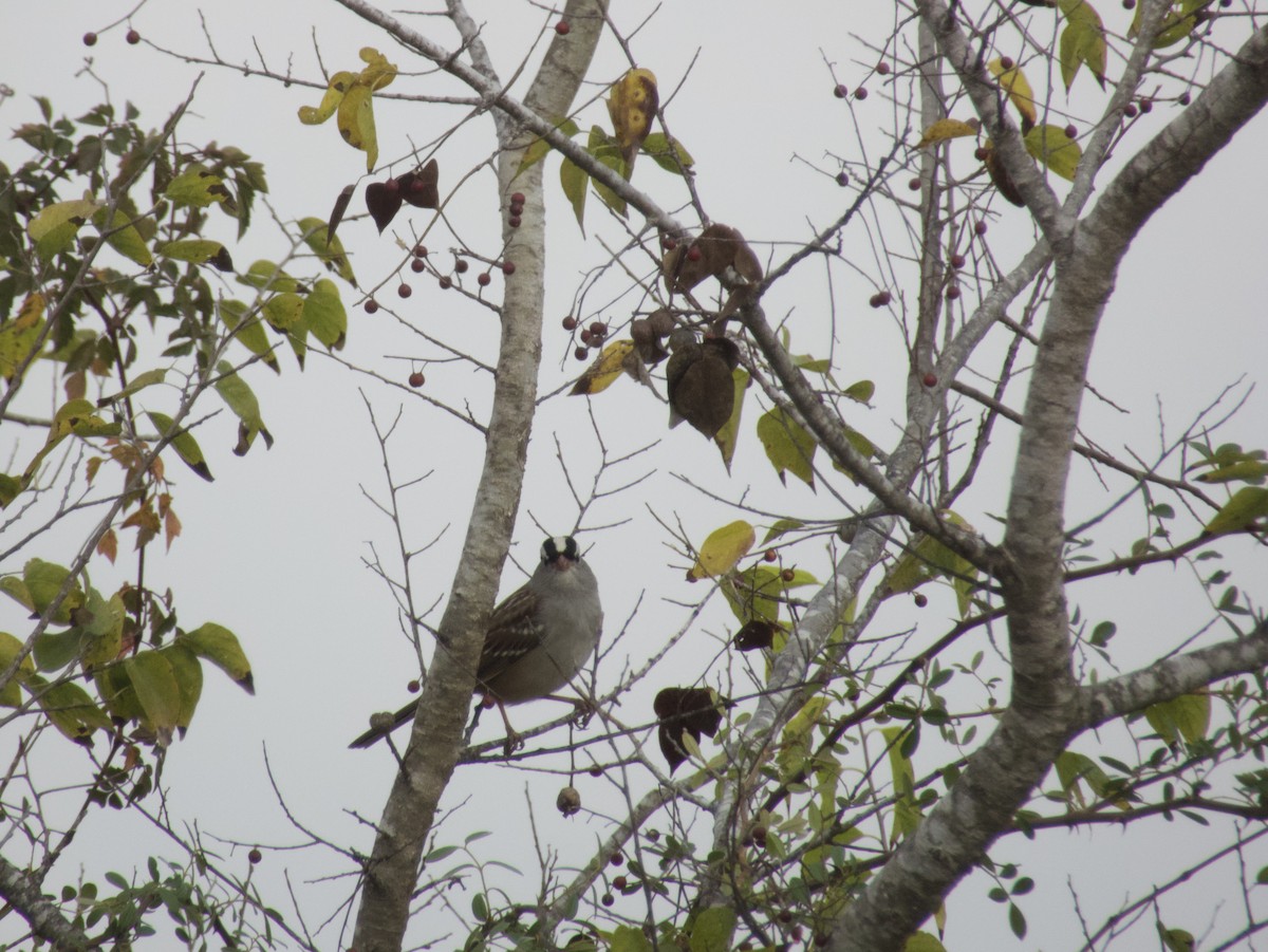 White-crowned Sparrow - ML645570281
