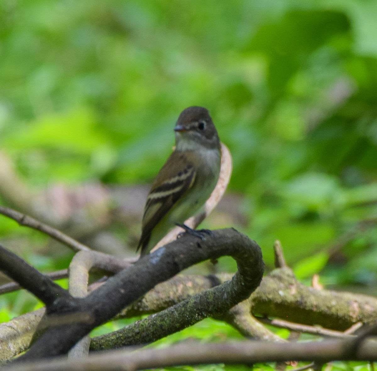 Least Flycatcher - ML645570282
