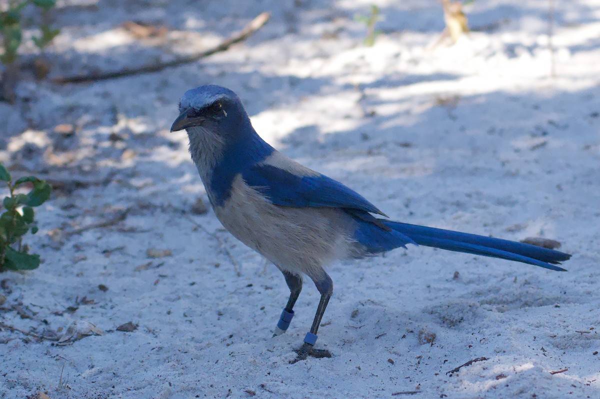 Florida Scrub-Jay - ML645570283