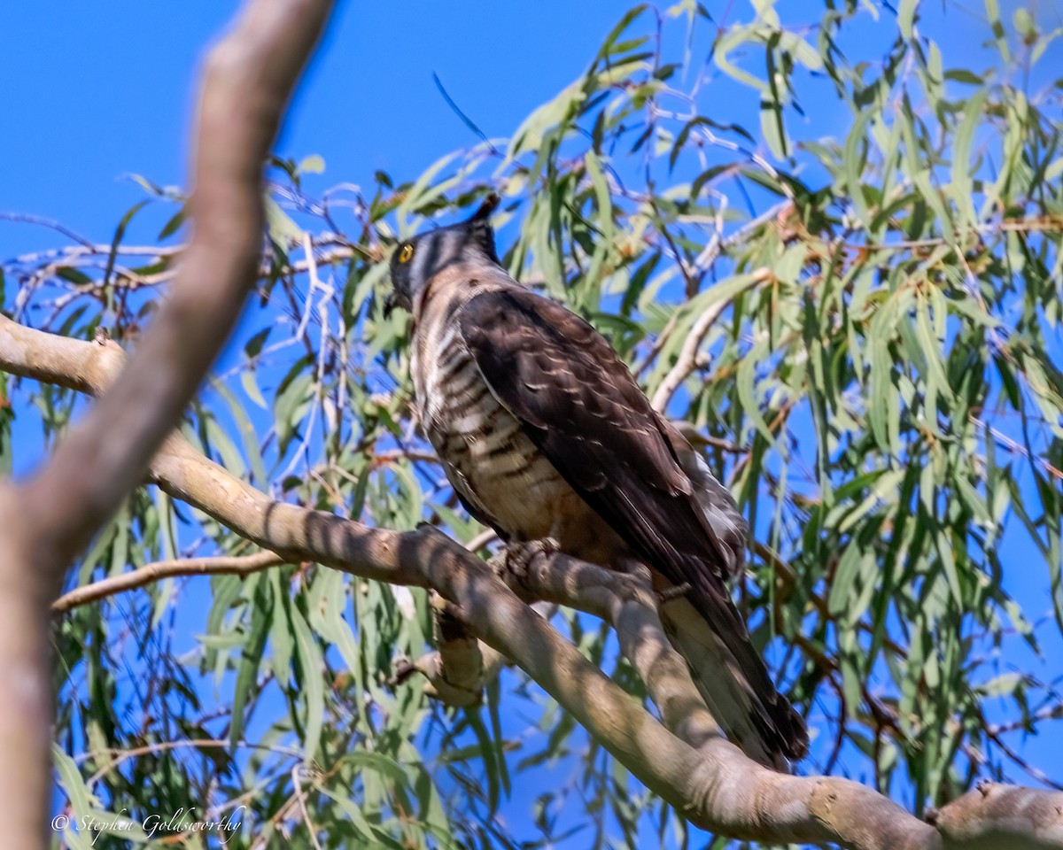 Pacific Baza - ML645570284