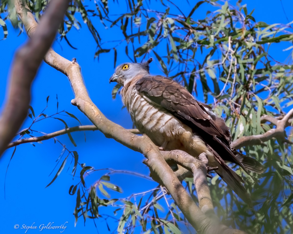 Pacific Baza - ML645570285