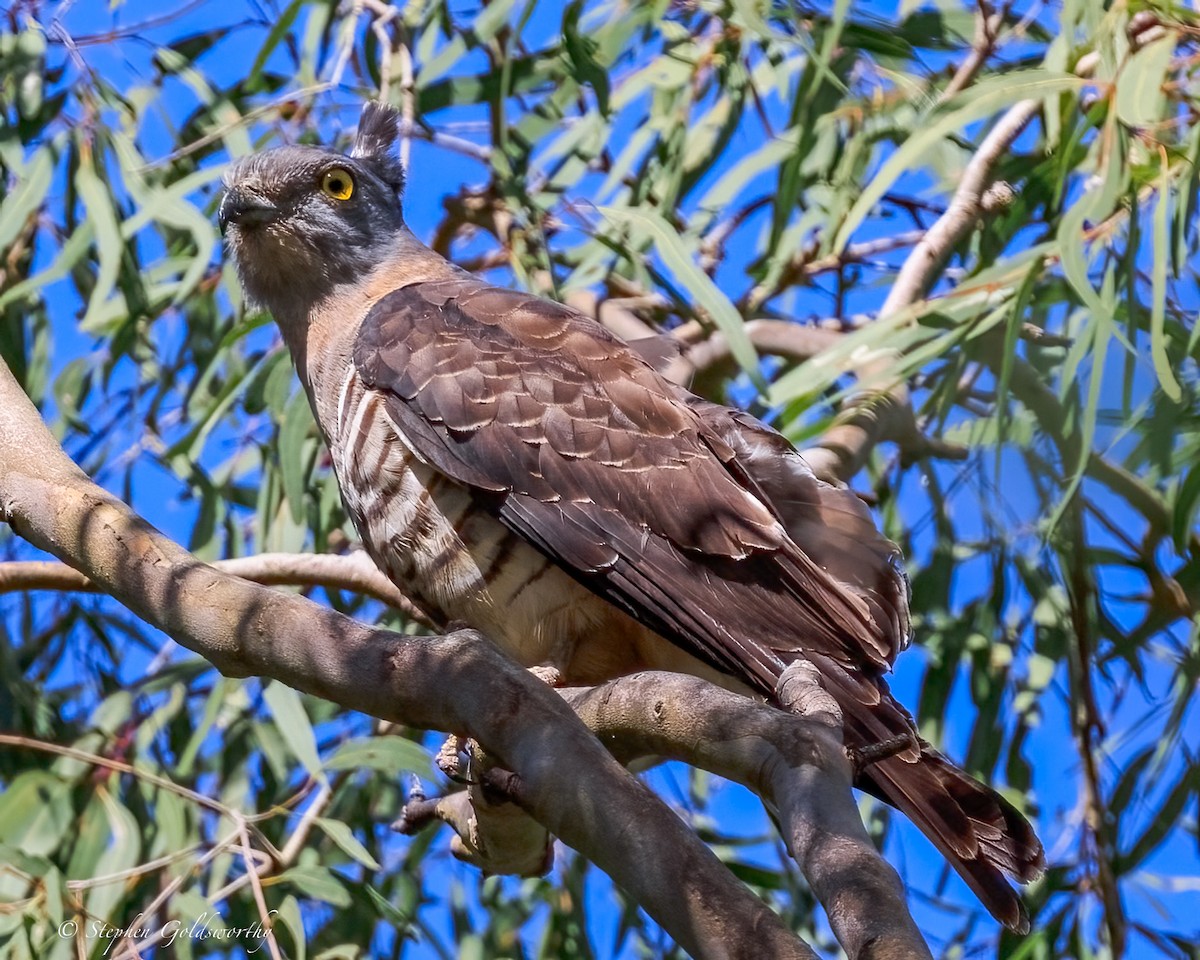 Pacific Baza - ML645570286