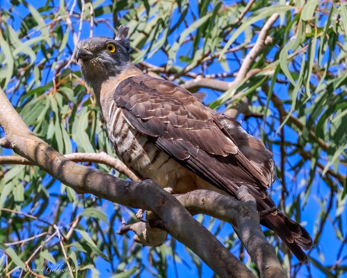 Pacific Baza - ML645570287