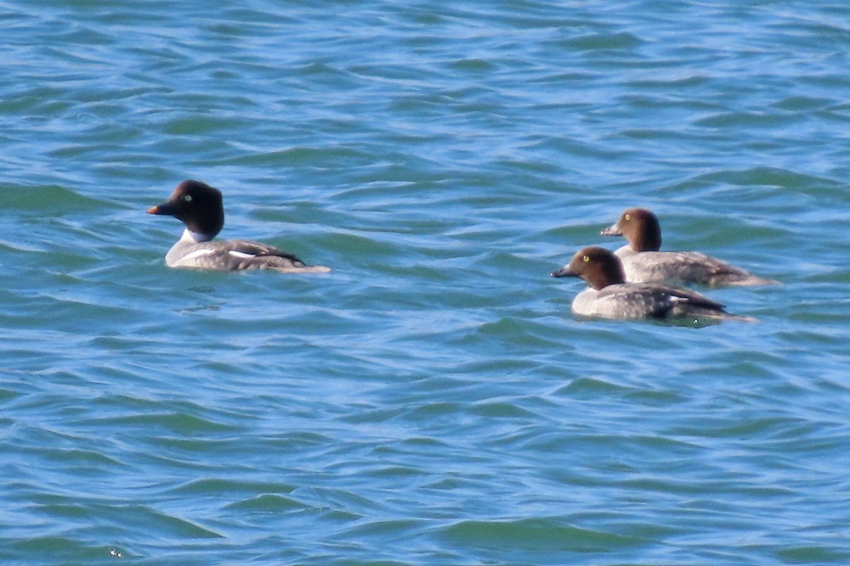 Common Goldeneye - ML645570288