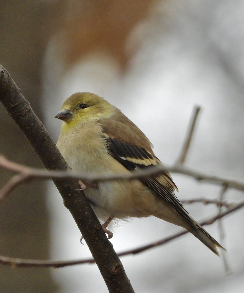 American Goldfinch - ML645570294