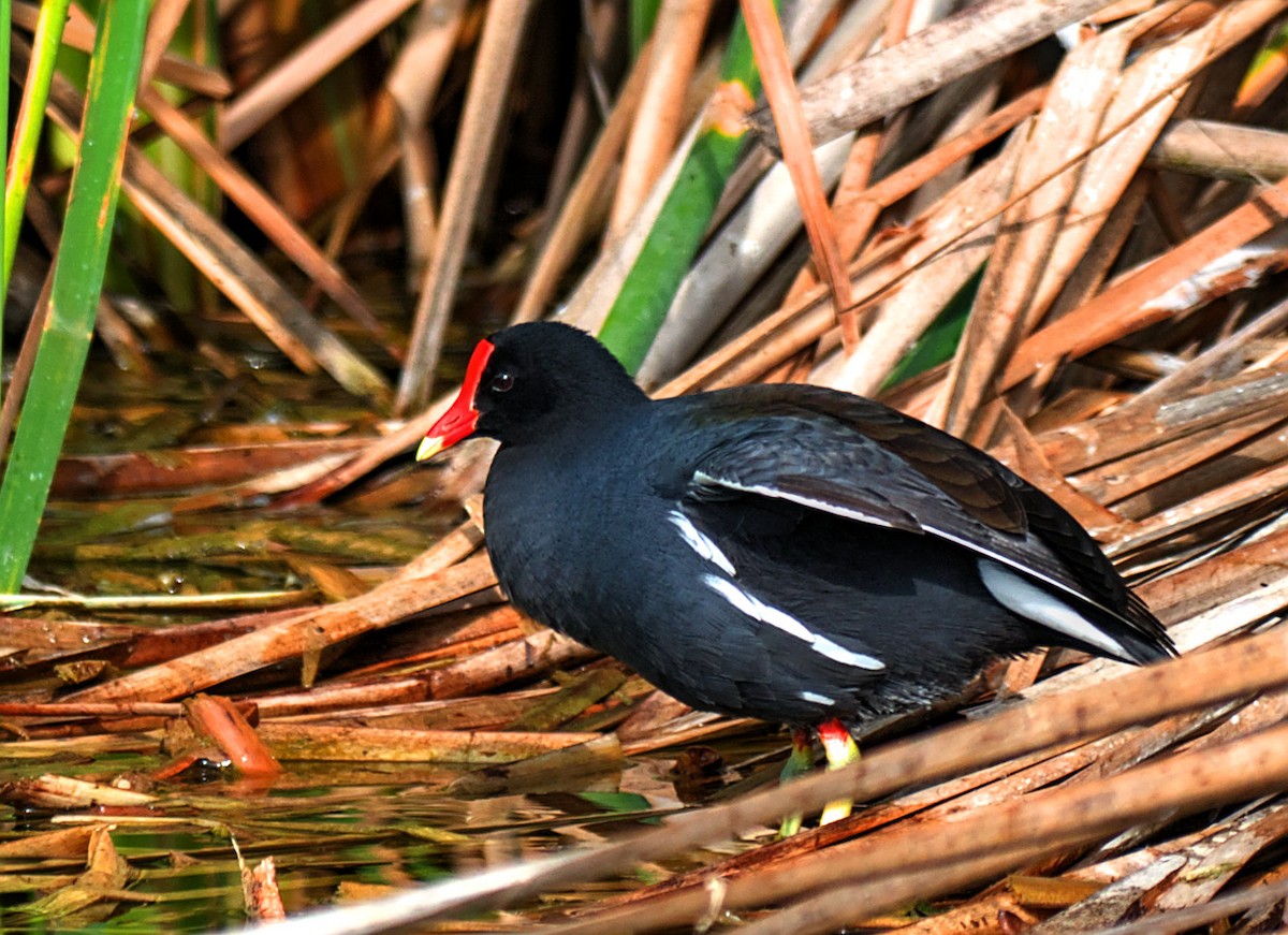 Common Gallinule - ML645570295
