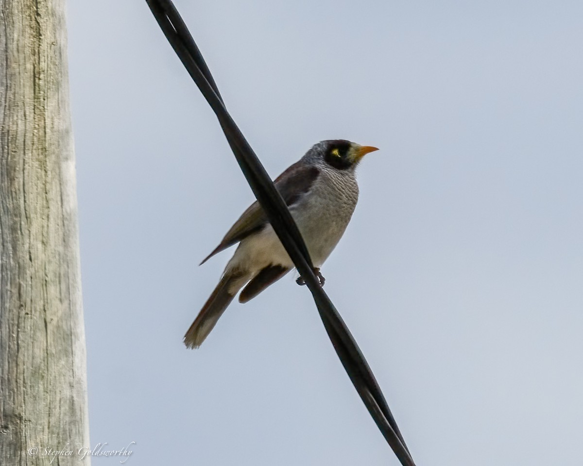 Noisy Miner - ML645570296
