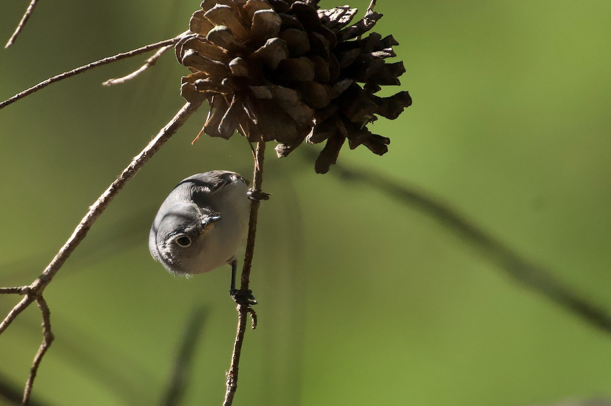 Blue-gray Gnatcatcher - ML645570297