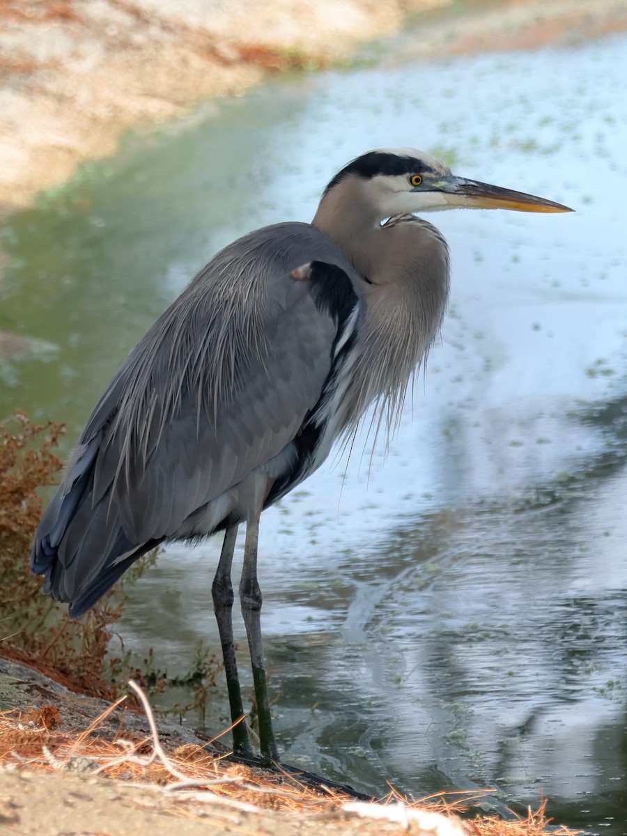 Great Blue Heron - ML645570298