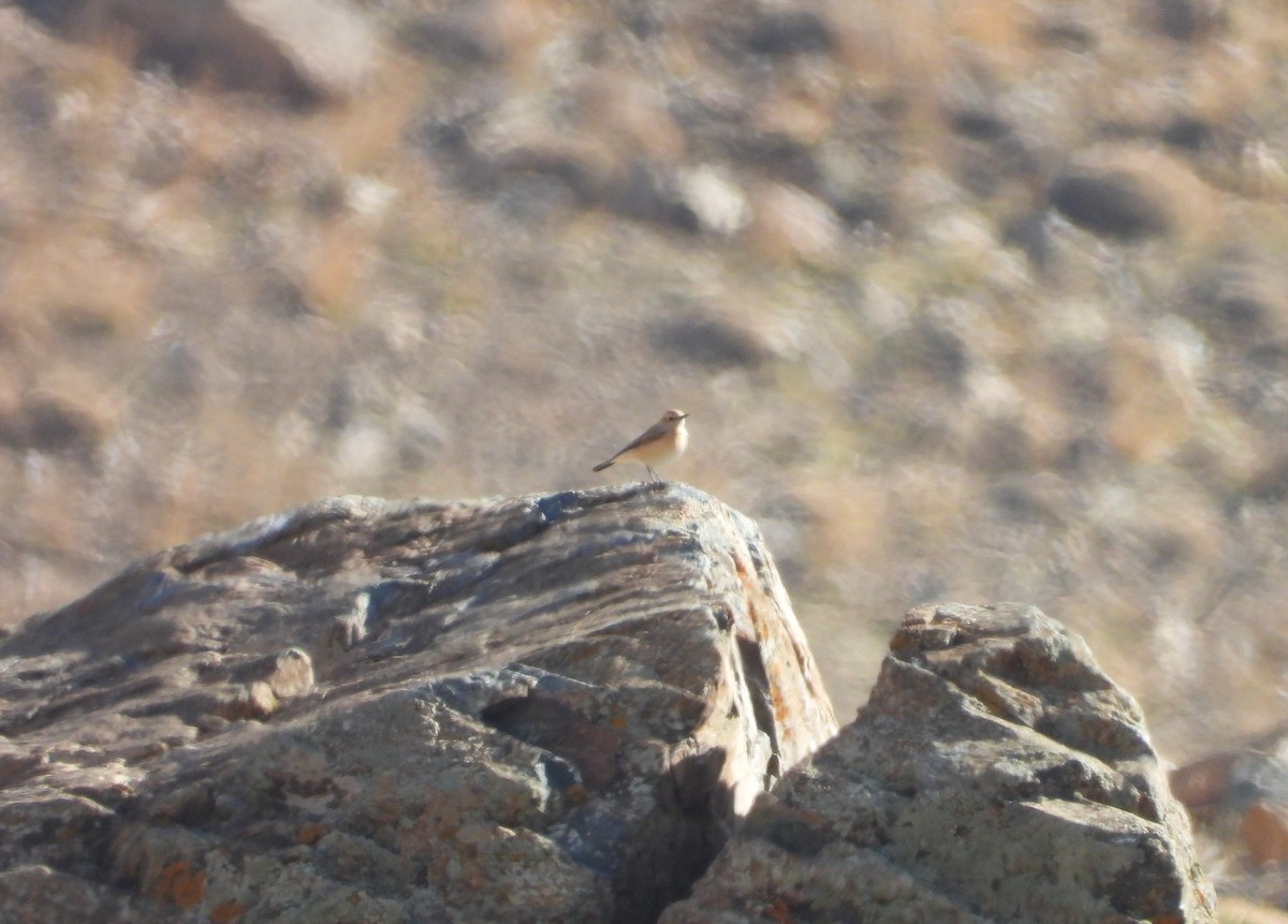 Atlas Wheatear - ML645570304