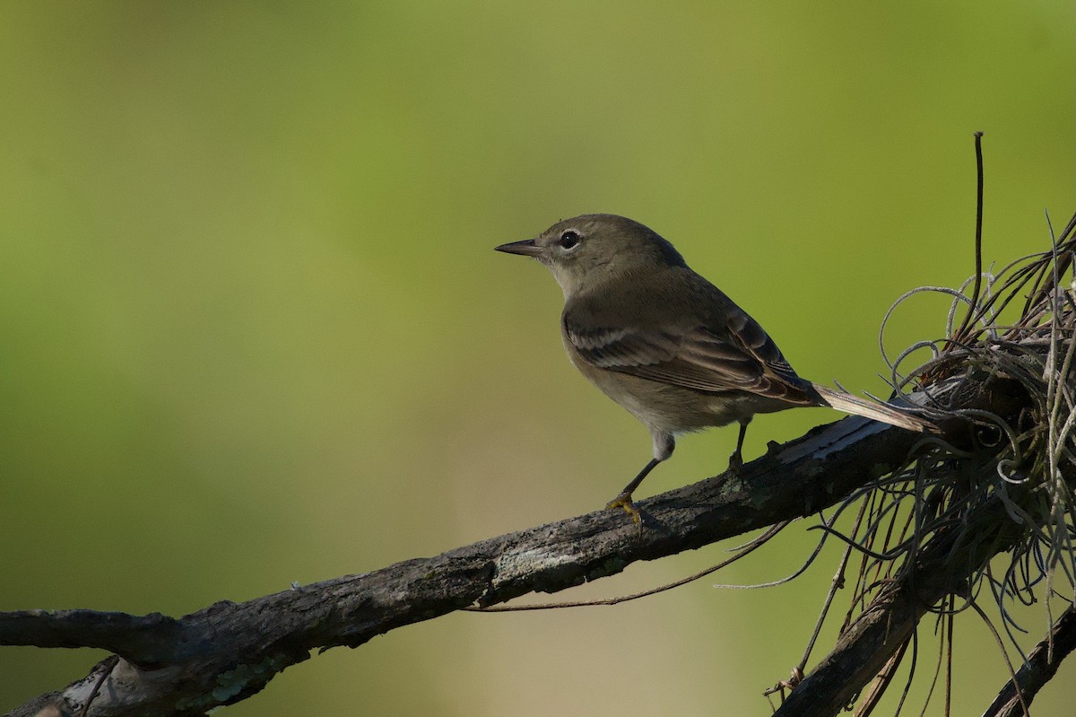 Pine Warbler - ML645570305