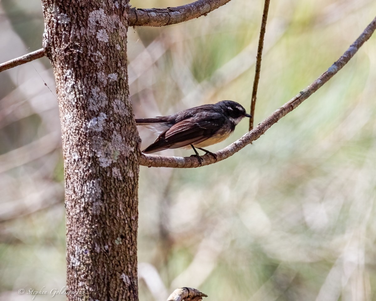 Gray Fantail - ML645570306