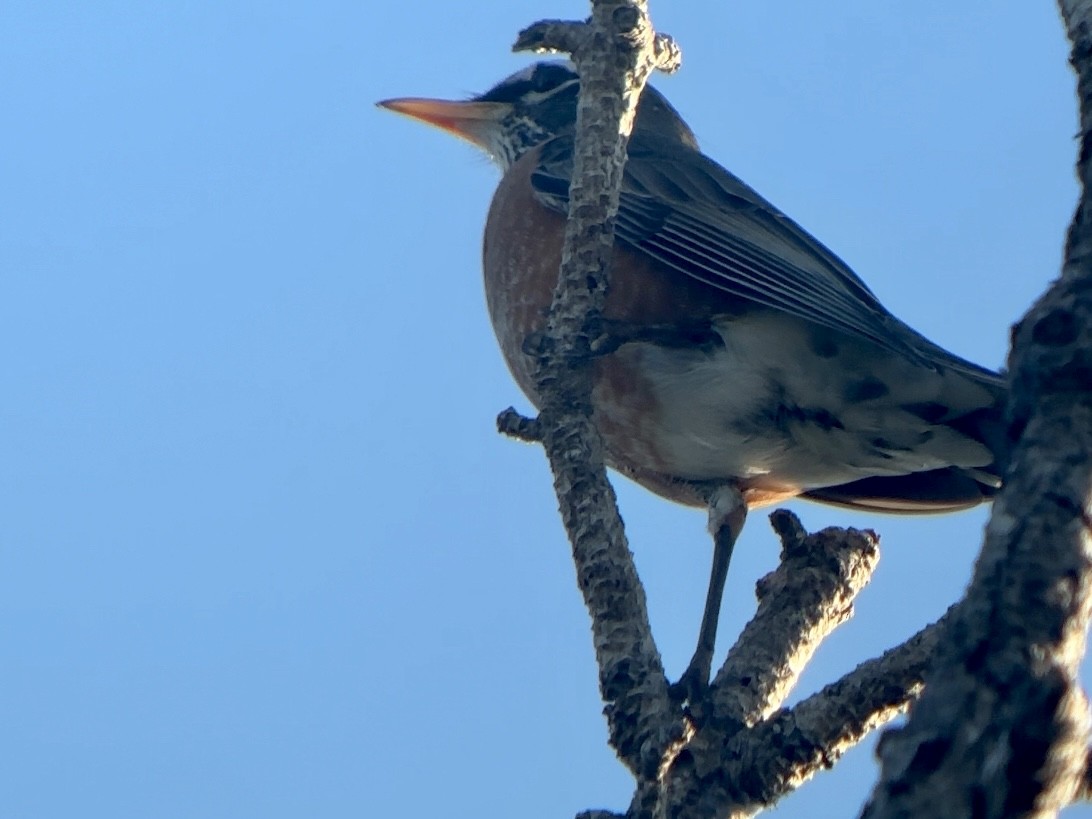 American Robin - ML645570308