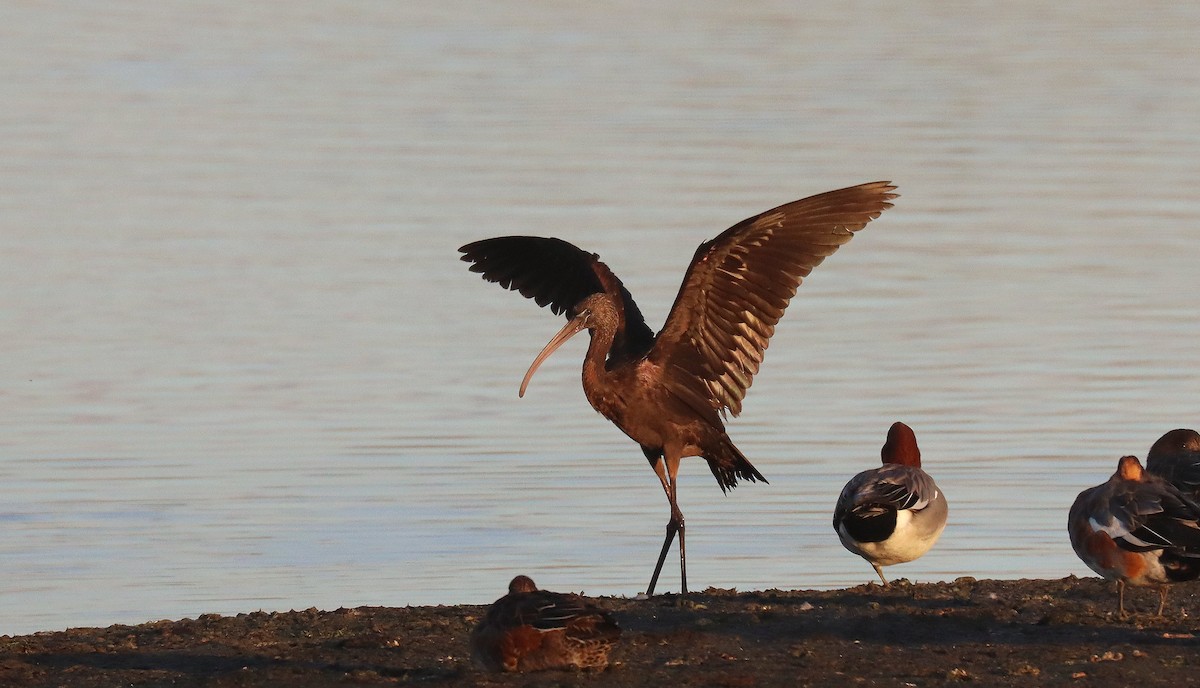 Glossy Ibis - ML645570315