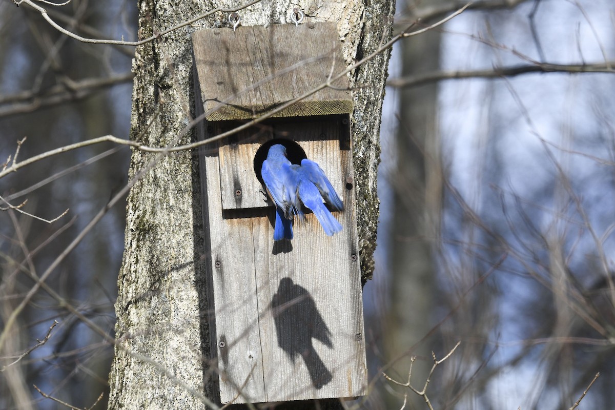 Eastern Bluebird - ML645570318