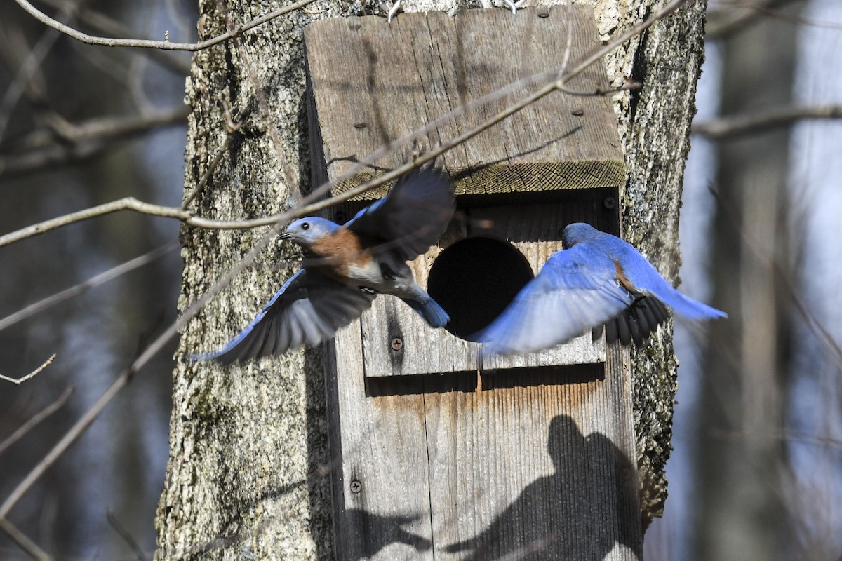 Eastern Bluebird - ML645570319