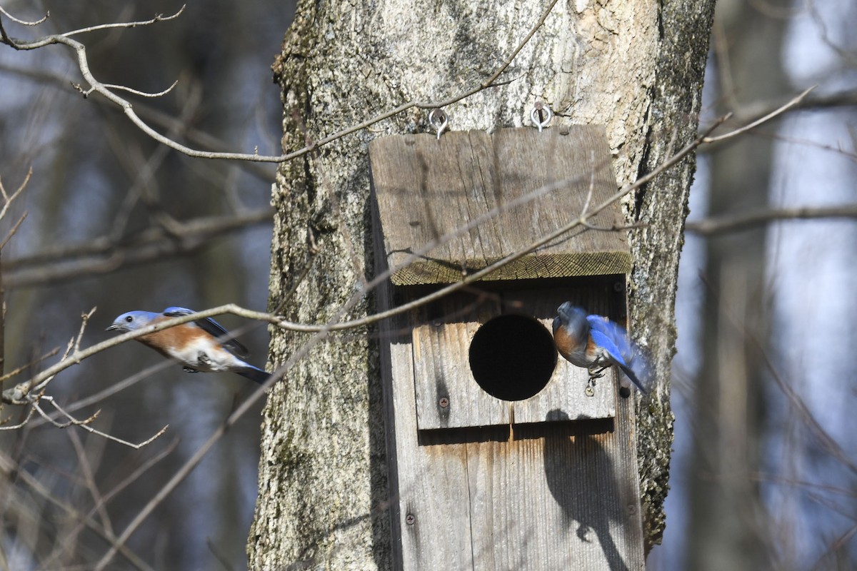 Eastern Bluebird - ML645570320