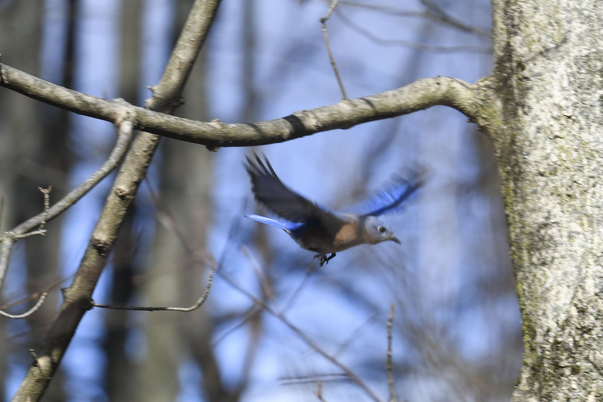 Eastern Bluebird - ML645570321