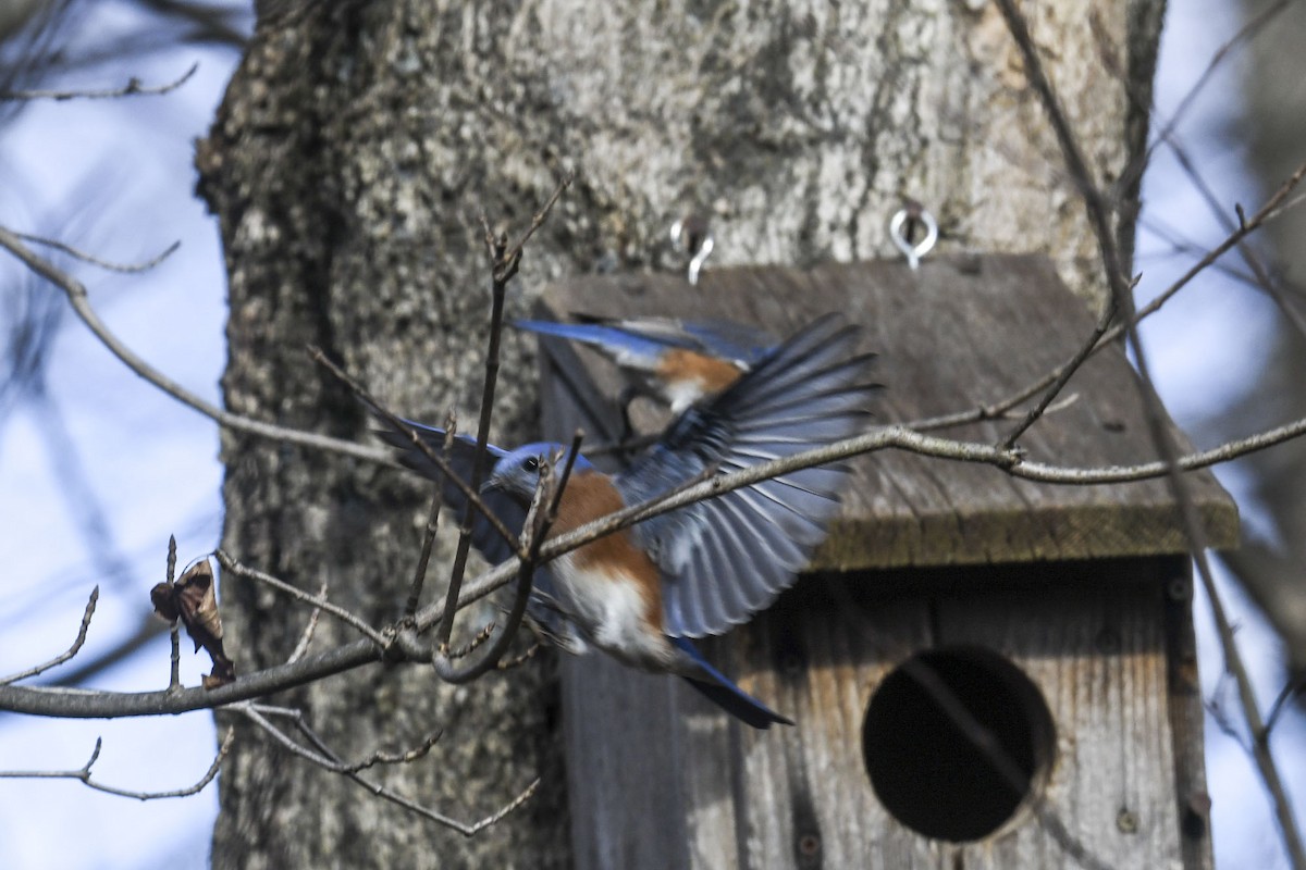 Eastern Bluebird - ML645570322