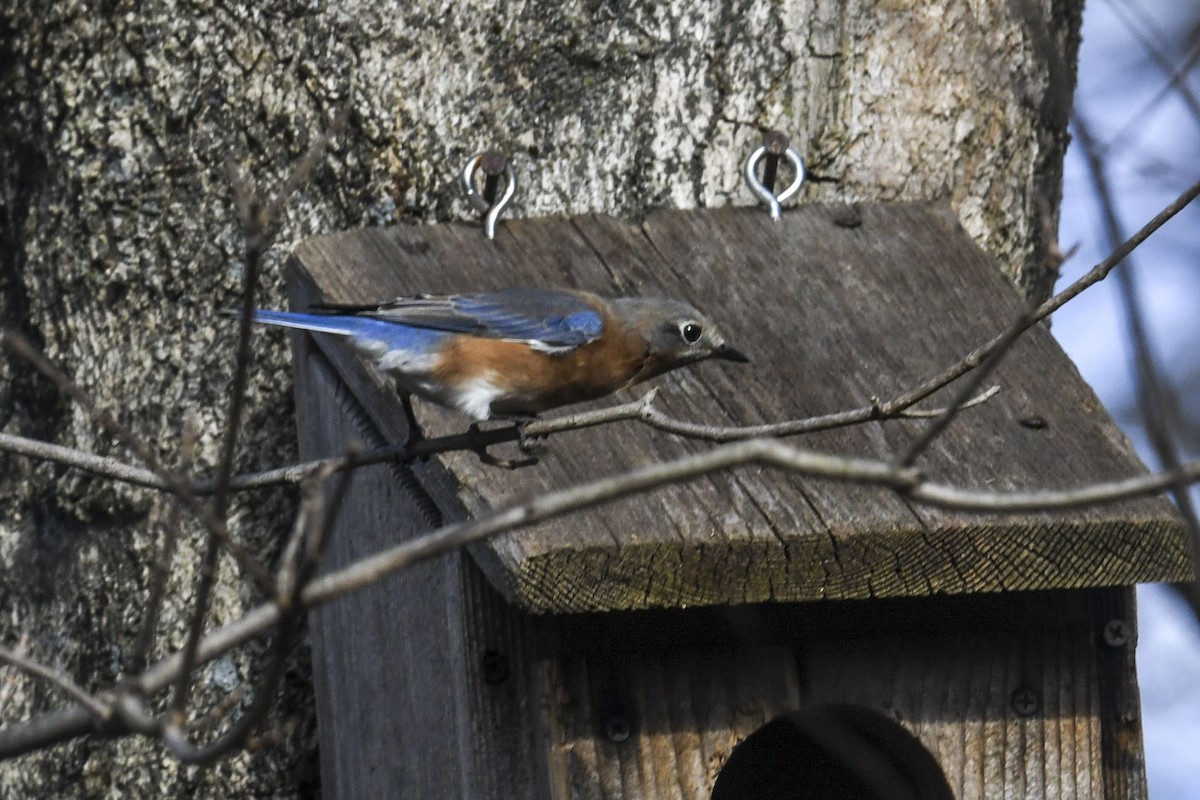 Eastern Bluebird - ML645570323