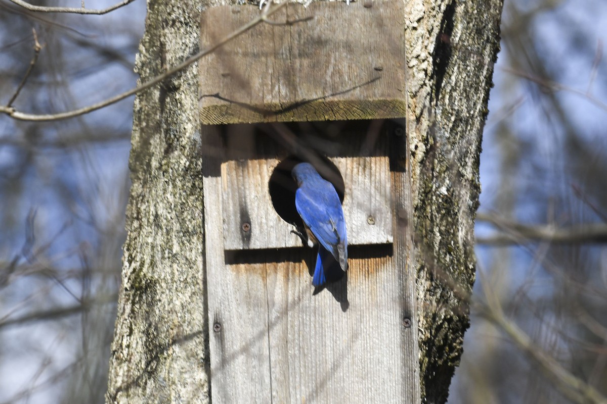 Eastern Bluebird - ML645570324