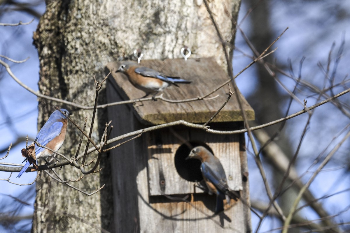 Eastern Bluebird - ML645570325