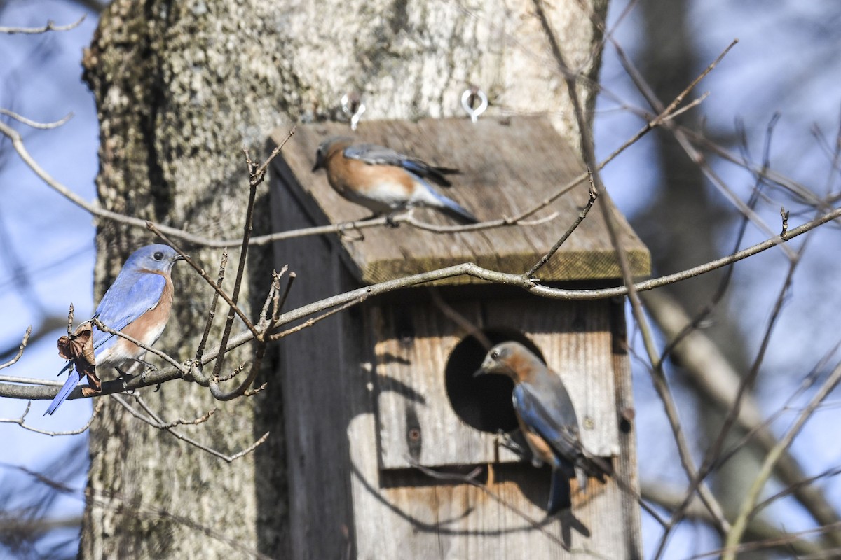Eastern Bluebird - ML645570326