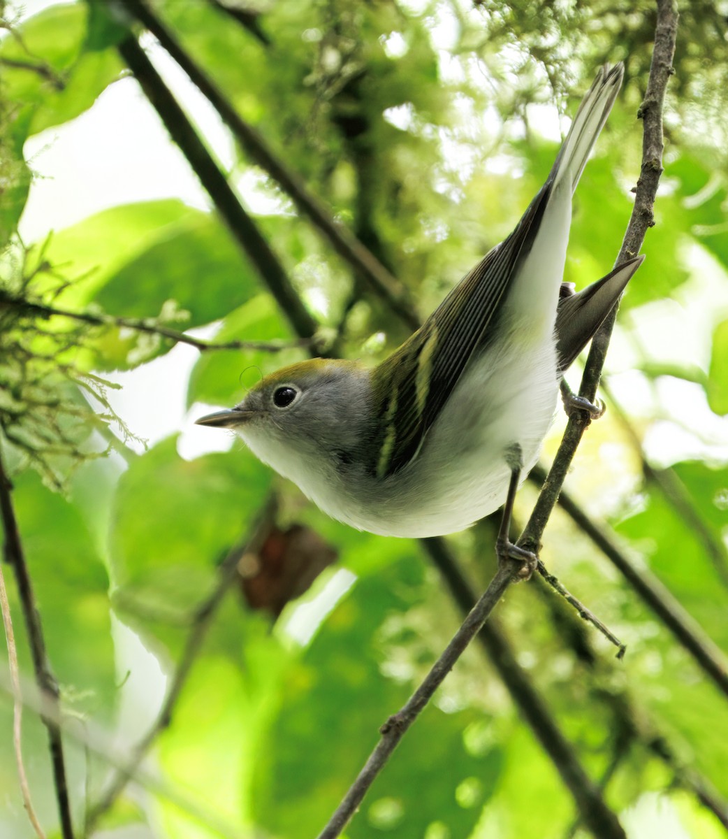 lesňáček rezavoboký - ML645570329