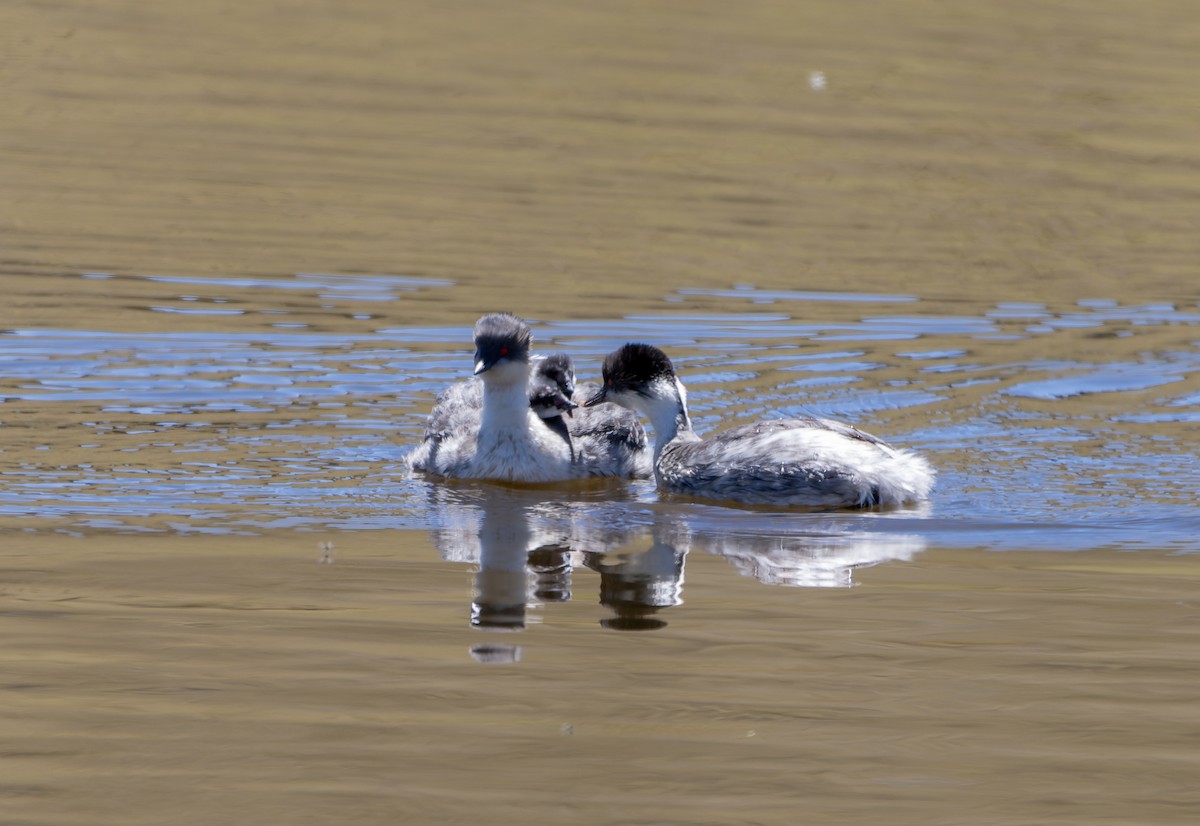 potápka stříbřitá - ML645570332