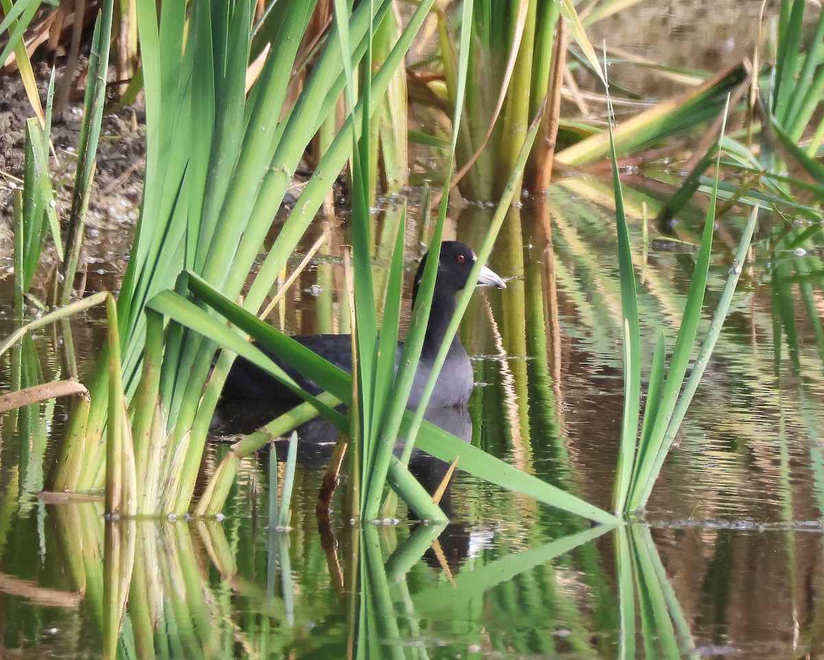 Focha Americana - ML645570347